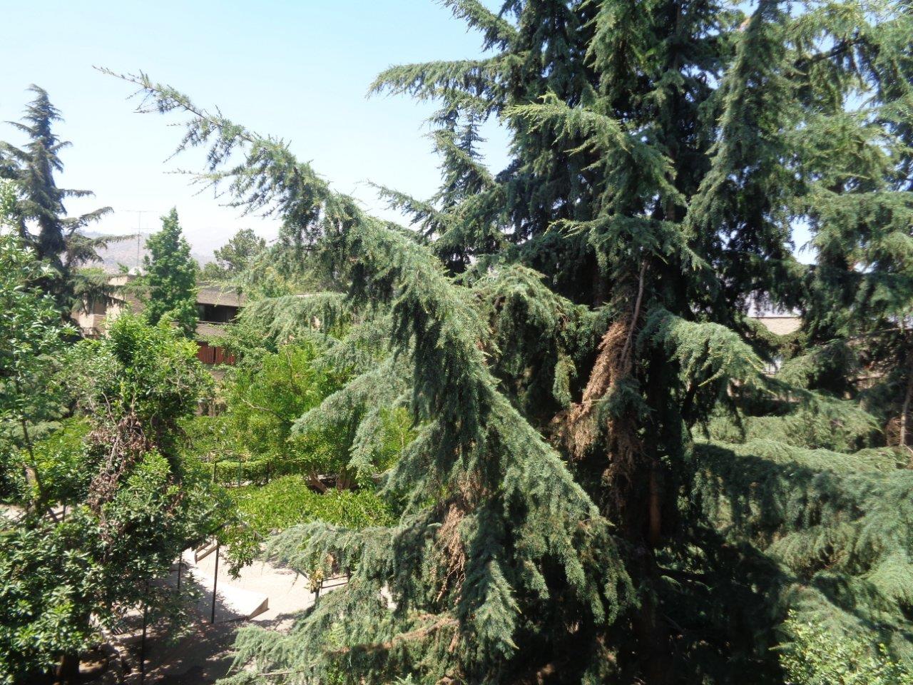  Avenida Raúl Labbé 